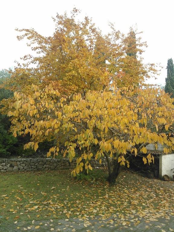 B&B Villa Ada Formia Zewnętrze zdjęcie